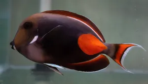Achilles Tang