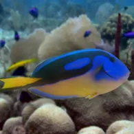 Blue Hippo Tang