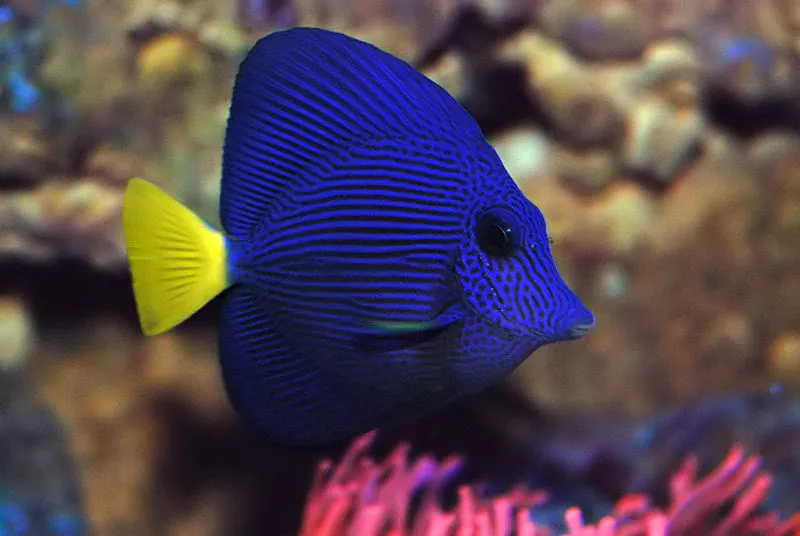 Red Sea Purple Tang